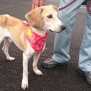 近日処分、この子の命を救ってください。