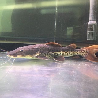 レッドテールタイガー なまず  引取り限定 