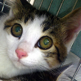 ぱっちり瞳の美男子