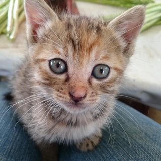 サバンナの美少女、ママを求む！