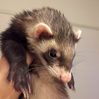 可愛いがってくれる里親さん募集