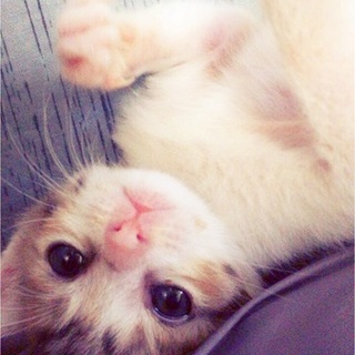 三毛//白黒♪♪