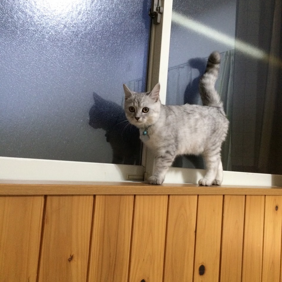 もなかのカバー写真