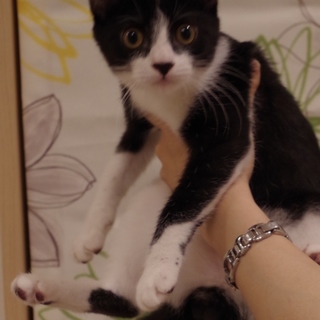 5ヶ月、愛嬌抜群ハチワレ男の子