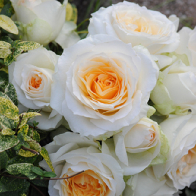 Dharma's Home  ダーマの家のカバー写真