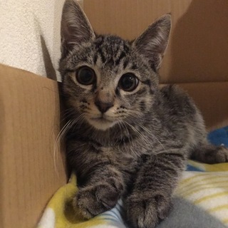 里親さん決まりました。【キジトラ】可愛い男の子