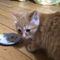 寂しさがり屋でやんちゃなお嬢さんです