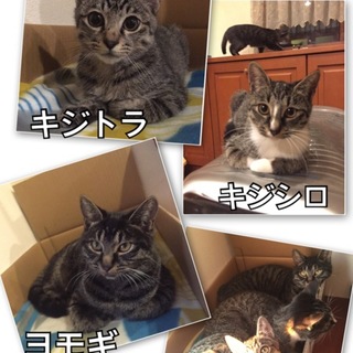 キジシロ里親さん決まりました。陽気なヨモギです！
