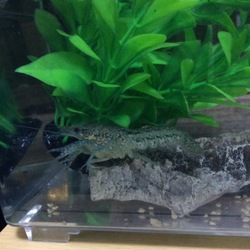 はじめての脱皮