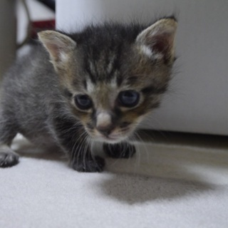 1ヶ月半の子猫　