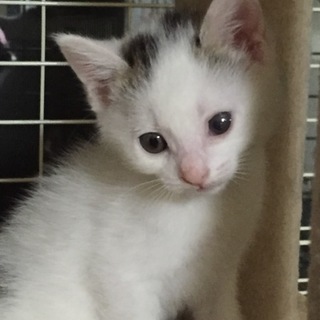 うちの子になり2歳になりました