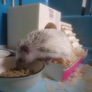 ハリネズミ ７ヶ月