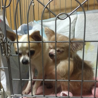 ロングチワワ＊オス＊はーちゃん