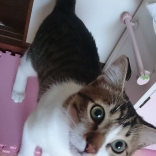 去勢済み、ワクチン済み猫の桃太