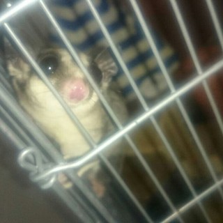 フクロモモンガ♡2歳児♡