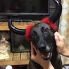 の写真
