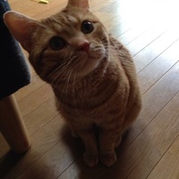 チビちゃん