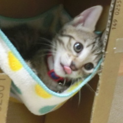 「自作段ボールキャットタワー　その３」サムネイル2