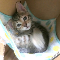 「自作段ボールキャットタワー　その３」サムネイル3