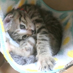 自作段ボールキャットタワー　その３