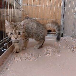 生後４ヶ月の短足マンチカンのオス（※軟便です）