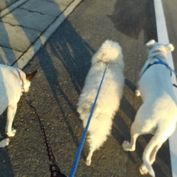 キナコちゃん  上手く歩けるように