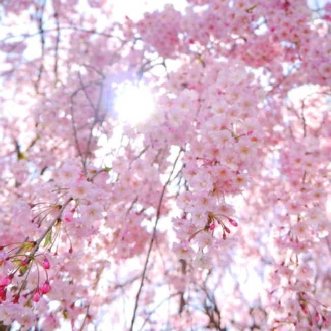 蒼天のカバー写真