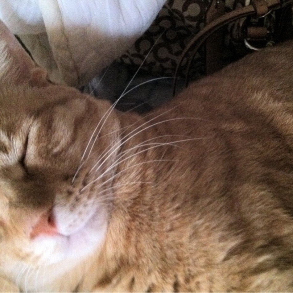 スーのカバー写真