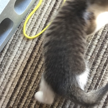 【仮】りゅうの写真