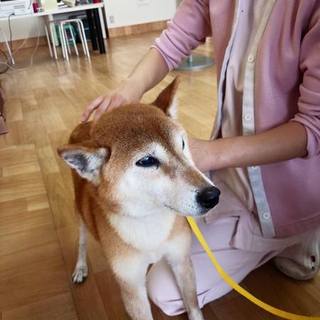 柴犬　メス　推定10歳　医療処置済み