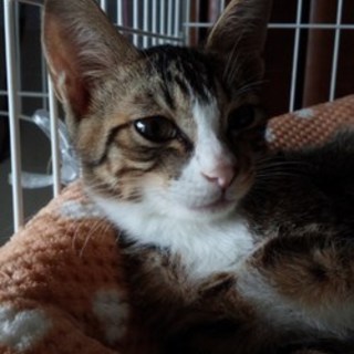 【1/31銀座譲渡会】イケメン男子♪マイク