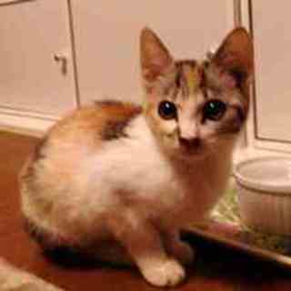 みかんちゃん。人懐っこい女の子です