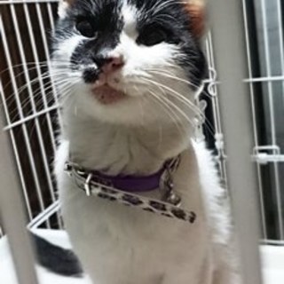 ラムちゃん　抱っこ大好きな女の子です