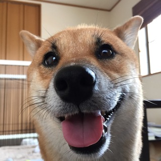 元気いっぱいの柴犬エルくん♂