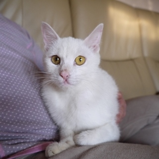 真っ白いメス猫の里親募集！