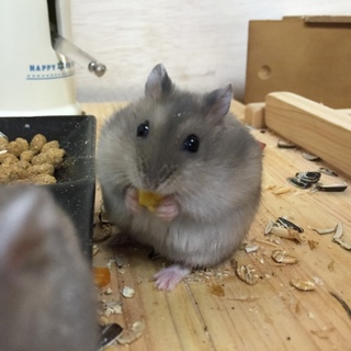 ジャンガリアンハムスター ブルーサファイア 男の子