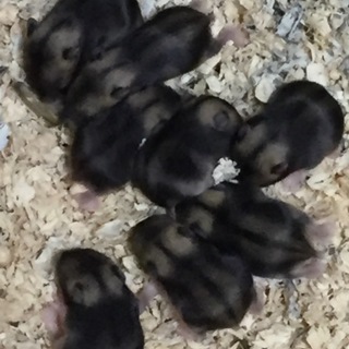 ジャンガリアンハムスター赤ちゃん