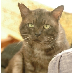 経済破綻…猫８匹  犬３匹が行き場を無くします。