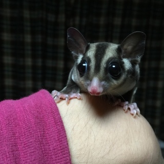 フクロモモンガ♀2015年8月生まれ