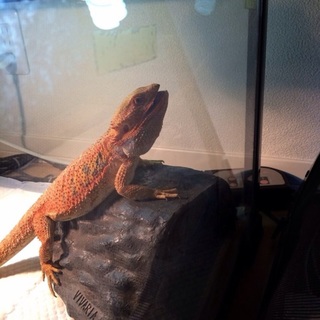 フトアゴヒゲトカゲの里親を募集しています。