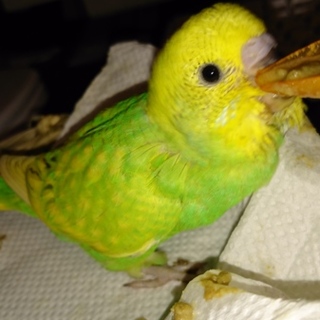 ありがとうございました