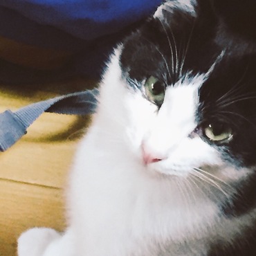 オッタマの写真