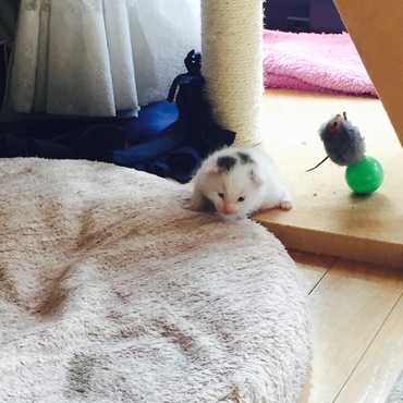 【仮】キョジの写真