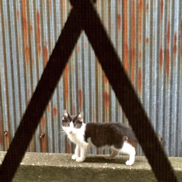 野良の頃のオッタマ君です。