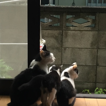 捕獲前のユーリ、オッタマ、シオです。