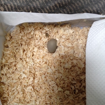平成27年１１月２日卵8号