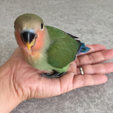 平成27年１１月２日