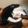 の写真