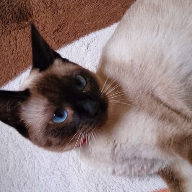 チャトココのカバー写真