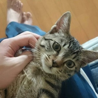 気立てのいい子猫です